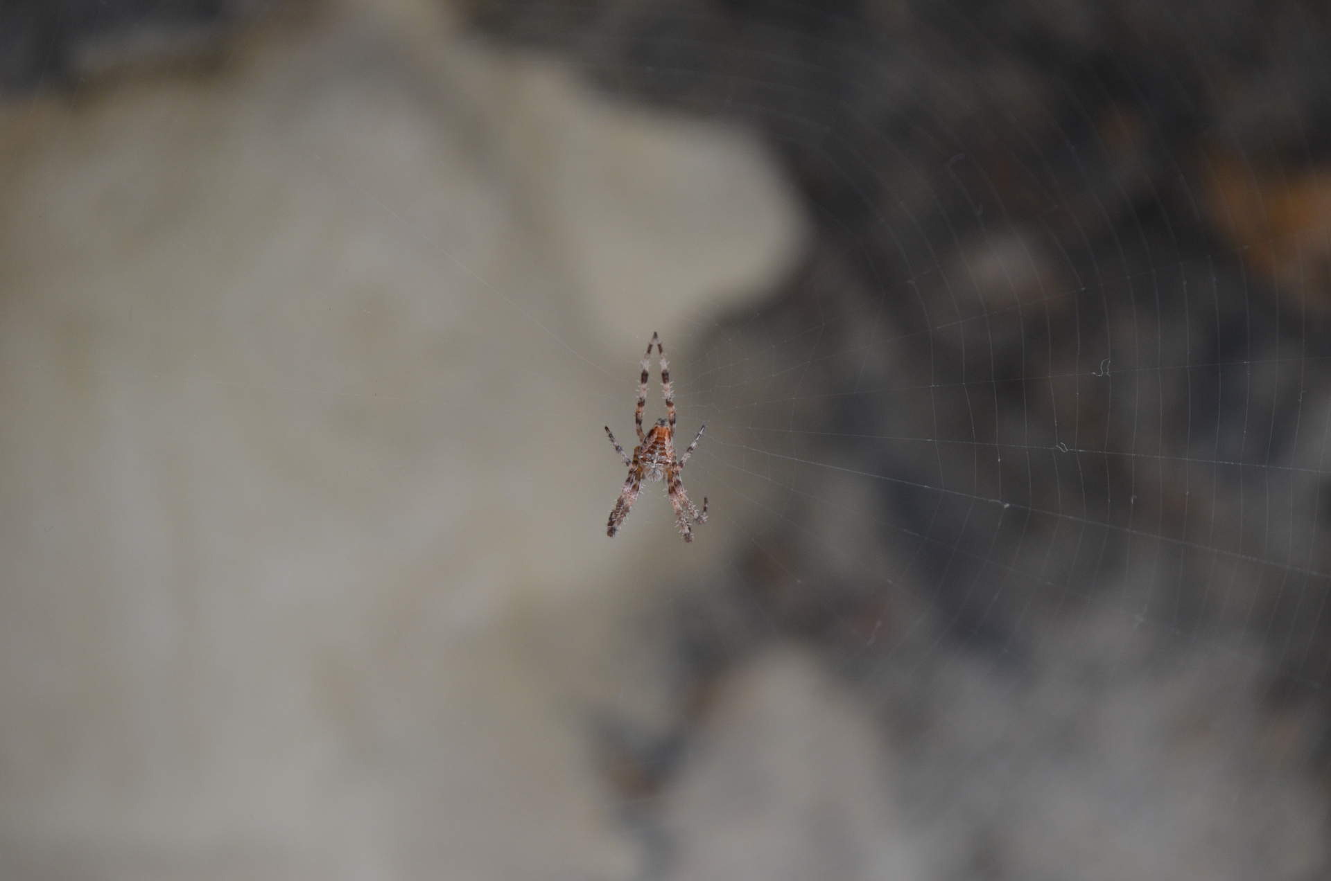 A photogenic spider shot in Paris.